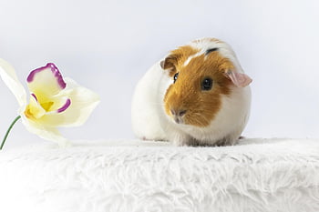 animal, guinea Pig, nature, rodent, cute, mascot, hairy, mike