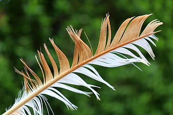 feather, spring, nature, background, screen Background, desktop Backgrounds, background Image, laptop Wallpaper, mac Wallpaper, windows Wallpaper, white