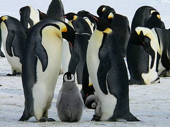 emperor penguins, snowy landscape, family bonding, wild animals, daytime scene, penguin chicks, Antarctic wildlife, group of penguins, natural habitat, wildlife photography, snow-covered ground