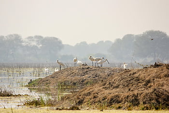 birds, spoonbills, species, fauna, avian, animals, wildlife, beak, bird Sanctuary, bharatpur, india