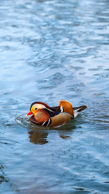 鳥、 アヒル、 鳥類学、 種、 動物相、 鳥類、 動物、 くちばし、 野生動物、 水鳥、 みかん