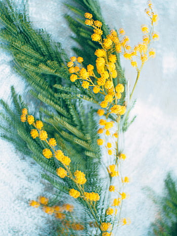 branch with flowers, yellow mimosa flowers, green foliage, nature photography, bright yellow flowers, captivating nature, floral arrangement, mimosa blooms, natural beauty, outdoor photography, snow background