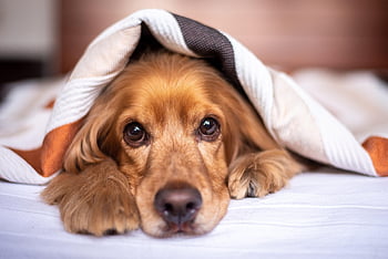 english Cocker Spaniel, dog, puppy, blanket, nature, pet, pup, young Dog, animal, domestic Dog, purebred