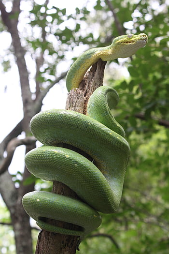 green Tree Snake, lizard, snake, leaves, green, tree, nature, animal, non-hazardous, reptile, creature