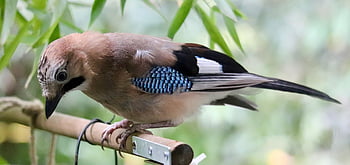 jay, eichelhäher, nature, songbird, garrulus Glandarius, raven, plumage, bird, wildlife