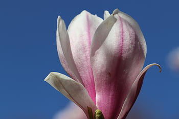 μαγνολία, τουλίπα magnolia, άνθος, ανθίζω, άνθισμα, άνοιξη, δέντρο μανόλιας, φύση, λουλούδι μανόλιας, φυτά, ροζ