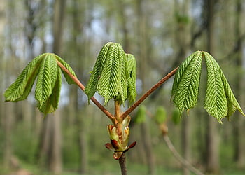horse Chestnut, aesculus Hippocastanum, nature, young Leaf, spring, fresh, green