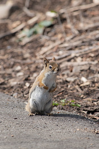 squirrel, animal, nature, rodent, fur, outdoors, day, eyes, nose, ears, tail