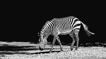 fotografie ve stupních šedi, zebra, černé a bílé pruhy, savana, volně žijících živočichů, zvíře, Příroda, černobílý, fotografování, divoké zebra, pastvy