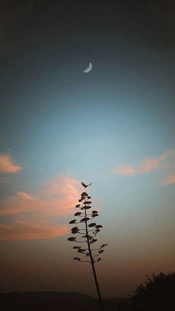 bird flying, tree silhouette, twilight sky, crescent moon, evening colors, nature scene, sunset landscape, peaceful moment, outdoor photography, natural beauty, serene environment
