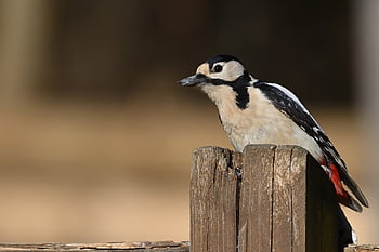 great Spotted Woodpecker, woodpecker, bird, animal, feathers, plumage, wildlife, nature, beak, bird Watching, ornithology