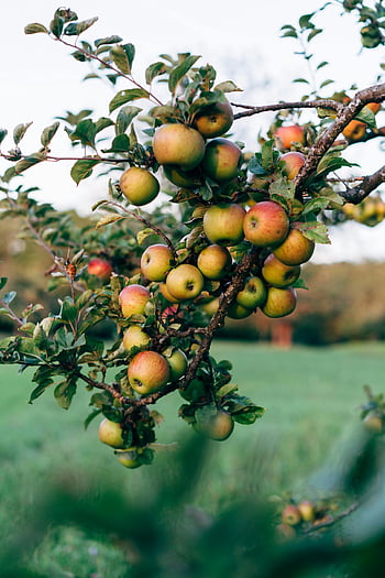 apple tree, green leaves, ripe apples, flourishing branch, lush orchard, apple orchard, ripe fruit, apple harvest, tree branch, fruit tree, natural setting