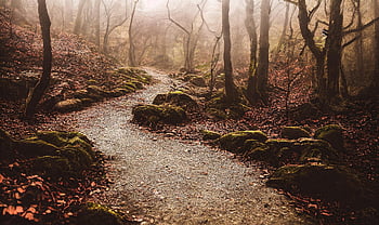 path, trees, forest, fantasy, landscape, nature, ai Generated, autumn