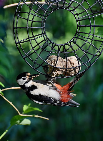 bird, great Spotted Woodpecker, woodpecker, animal, wildlife, ornithology, beak, feathers, feeding, foraging