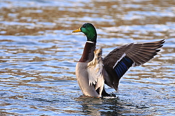divoká kachna, kačer, jezero, křídlo, Příroda, ornitologie, kachna, druh, fauna, zvíře, zobák