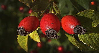 šípky, šípky bobule, psí růže, ovoce, rosa canina, divoká růže, zdravý, bohaté na vitamíny, hiffen, ořech ovoce, odrůdy růže