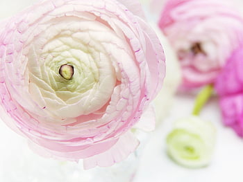 ranunculus, blossoms, close Up, pink, white, petals, beauty, wellness, aromatherapy, cosmetics, essential Oils