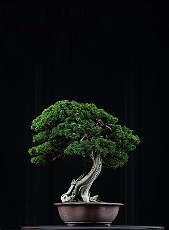 bonsai, plant, decoration, japanese Art, traditional, nature, tree, decorative, ornamental Plant