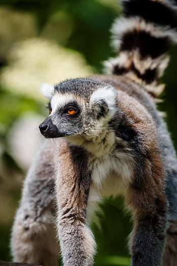lemure dalla coda ad anelli, lemure, animale, primate, pelliccia, mammifero, natura, avvicinamento, Madagascar, ritratto