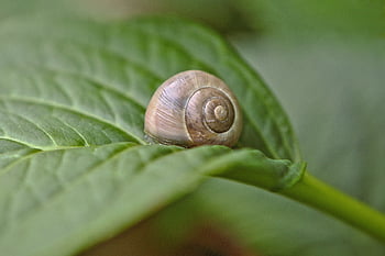hlemýžď, shell, měkkýš, pomalu, zvíře, Příroda, Ulita šneka, spirála, zahrada, list
