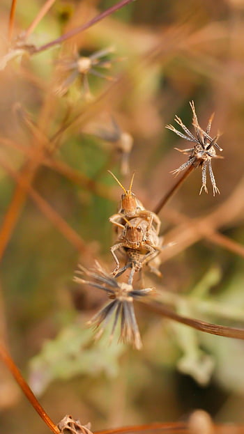 saranče, hmyz, Příroda, orthoptera, zvíře, detailní, pár, kamarád, acrididae