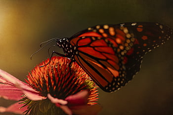 Schmetterling, Insekt, Garten, Sommer-, Detail, Fehler, Flügel, Natur, bunt, wild, draussen