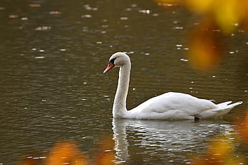 mute Swan, swan, bird, animal, wildlife, waterfowl, water Bird, aquatic Bird, plumage, lake, nature