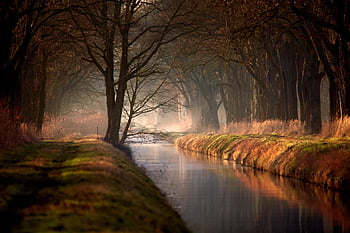 stromy, řeka, podzim, avenue, krajina, les, Příroda, kanál, mlha