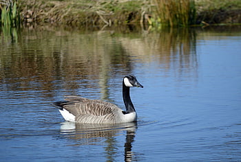 animal, nature, lake, pond, waters, swim, wildlife, bird, wild Bird, water Bird, canada Goose