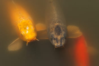 Koi, Fish, Missouri Botanical Garden, Saint Louis, Missouri, United States, Philip Leara, WPD23 Animals, Looking for food, Sill waters, Garden