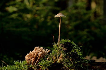 sienet, helmling, korallien sieni, Mycena, sammal, metsäpohja, luonto