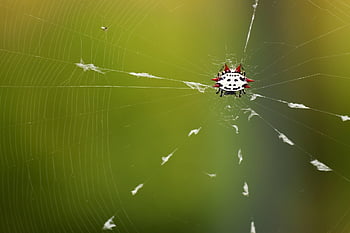 serangga, ilmu serangga, laba-laba, habitat, penenun bola berduri, arakhnida, jaring laba-laba, Florida Spider