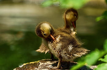 ducklings, chicks, birds, duck, feathers, plumage, beak, fluff, nature, leaf