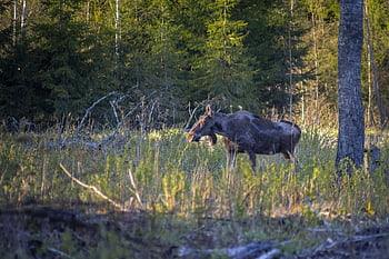 elk, Los, alces alces, les, zvíře, savec, Příroda, hlava, volně žijících živočichů, divoký, lov
