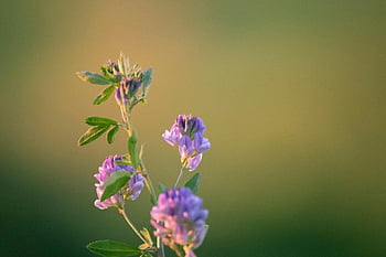アルファルファ、 フラワーズ、 工場、 紫色の花、 花びら、 葉、 咲く、 春、 自然、 閉じる、 色