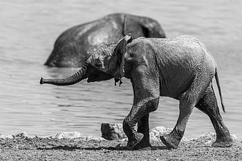 slon, namibie, dítě, voda, Afrika, národní park, savec, etosha, suchý, safari, Příroda