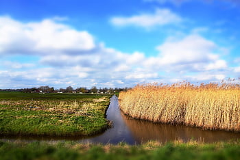 holland táj, észak-holland, színpadi, ármentesített belvizes mélyföld, természet, holland, káka, nádas, fű, rét, felhők