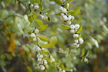 καρπός, οργανικός, snowberry, symphoricarpos albus, λευκά μούρα, θάμνος