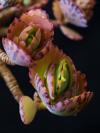 pianta succulenta, pianta, natura, flora, macro, botanica, avvicinamento, sukulent