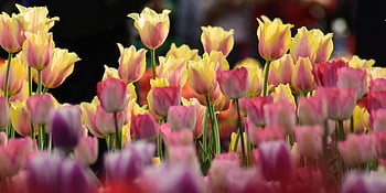 tulip arrangement, colorful tulips, blooming tulips, vivid pink, yellow tulips, purple tulips, floral display, spring flowers, garden flowers, flower field, tulip bouquet