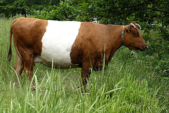 zwierzę, ssak, krowa, gatunki, fauna, dzikiej przyrody, lakenvelder, bydło rasy, zdalny dostęp, rodowód bydła, bydło
