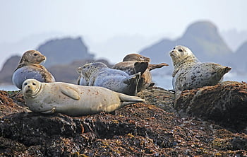 Common Seal, Shore, Seals, Wildlife, Nature, Marine Life, Coastal, Animals, Harbor Seal, Sea Mammals, Rocks