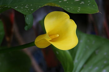 květ, rostlina, calla lily, lilie, calla, květinové pozadí, Příroda, krásné květiny, květinové tapety, zahrada, flóra
