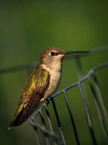 black-chinned Hummingbird, bird, hummingbird, perched, animal, feathers, plumage, beak, bill, ornithology, birdwatching
