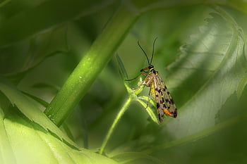 scorpionfly, hmyz, entomologie, druh, makro, Příroda, panorpa communis, létat, Chyba, list, zelená