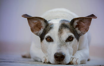 jack russell terrier, felnőtt kutya, fehér és fekete, bájos, pihenő, aranyos kifejezés, figyelmes, pet fotózás, kutya portré, fedett kisállat, terrier tenyész