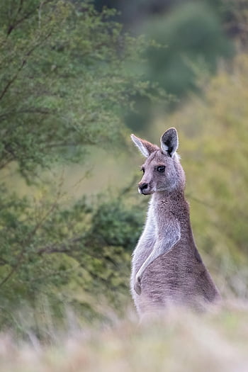 カンガルー、 東部の灰色のカンガルー、 自然、 野生動物、 有袋類、 オーストラリア、 動物、 マクロプスギガンテウス、 マクロ脚、 哺乳類、 草食動物