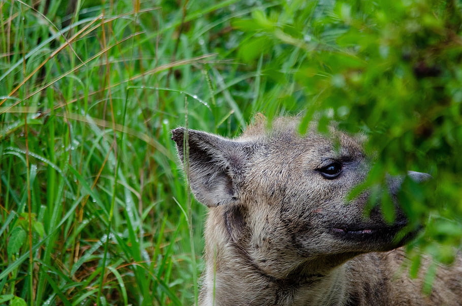 hyena, wild Dog, animal, scavenger, kruger, wilddog