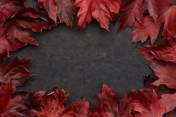 background, leaves, fall, harvest, autumn, foliage, leaf, minimal, creative, holiday, seasonal