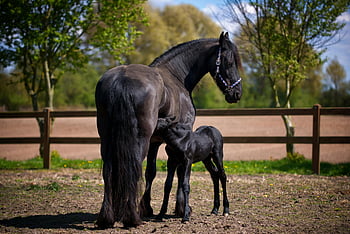 black horse, young foal, rural pasture, sunny day, field, outdoor setting, animal photography, equine, mother and child, nature, farm life